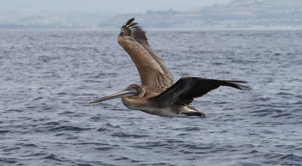 California Brown Pelican