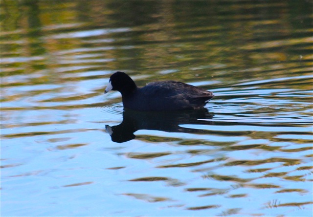 American Coot