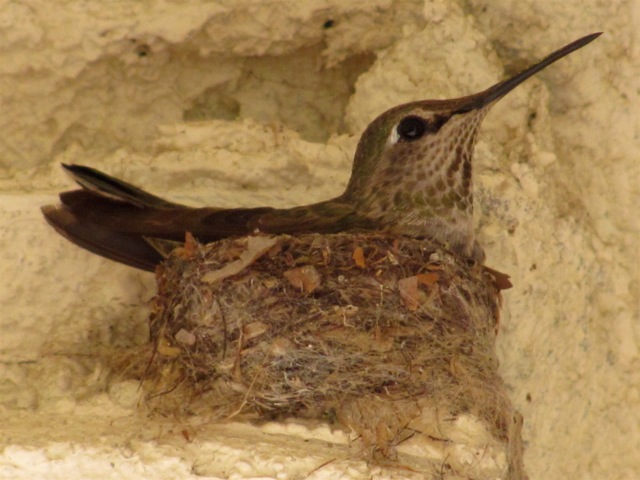 Anna’s Hummingbird