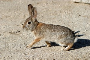 Audubon Cottontail