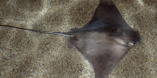 Bat Rays