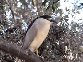 Black Crowned Night Heron