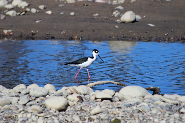 Black-Necked Stilt