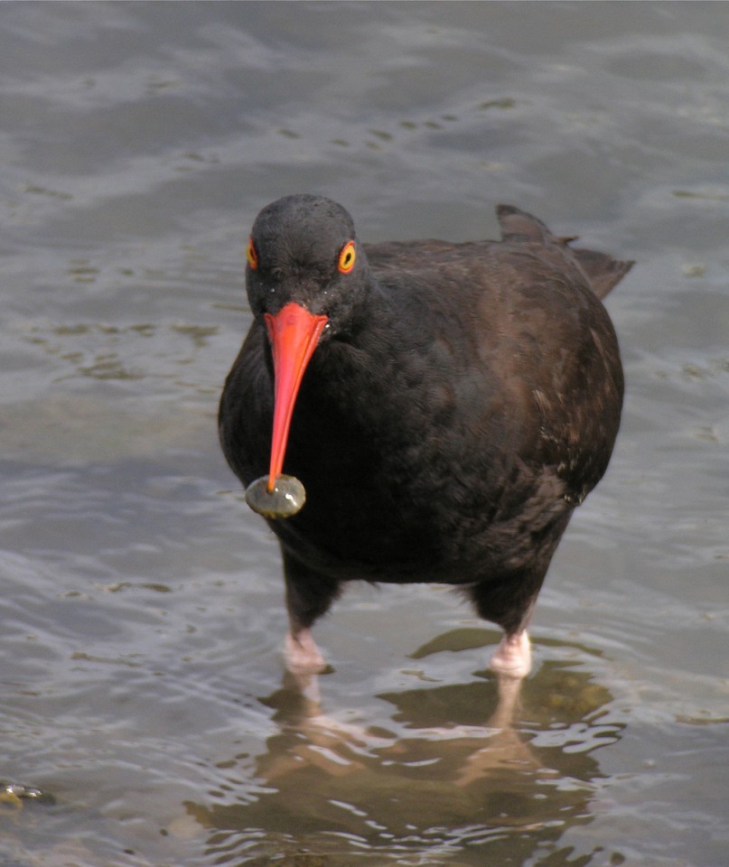 Black Oyster Catcher (BLOY)