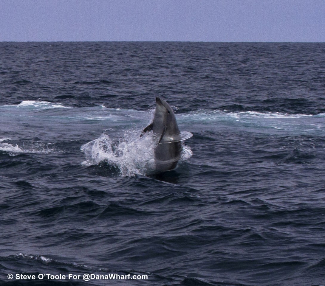 Bottlenose Dolphin