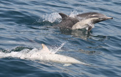 Common Dolphin