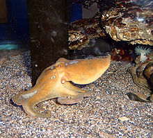 California Two-Spotted Octopus