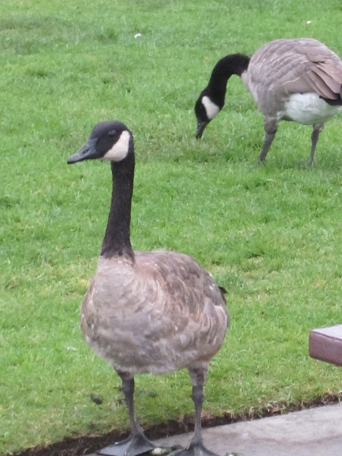 Canada (not Canadian) Goose