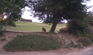 Doheny Bobcat