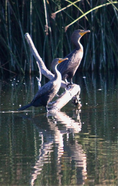 Double-Crested Cormorant