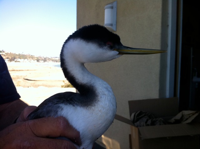 Western Grebe