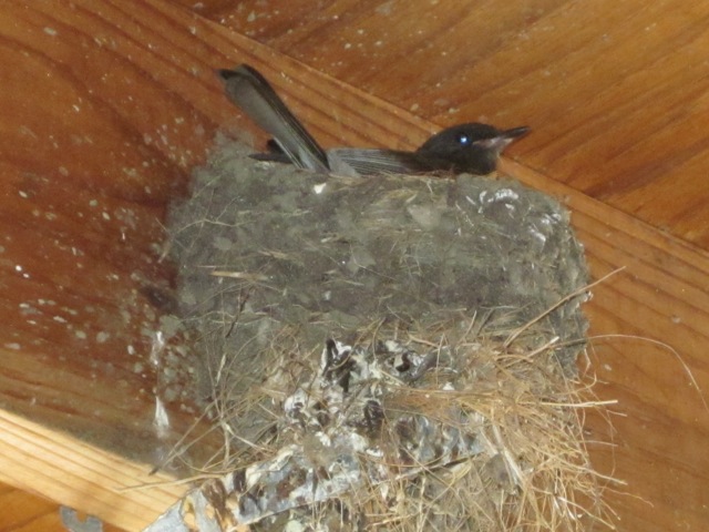 European Starlings