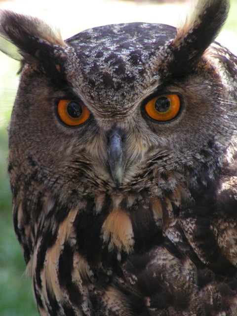 Great Horned Owl