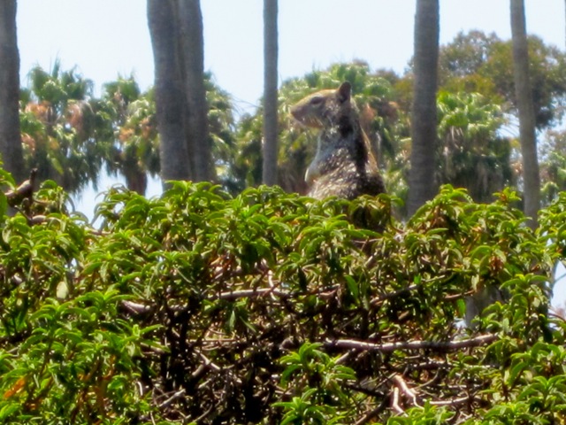 California (Beechy) Ground Squirrel