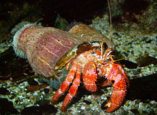 Hermit Crab