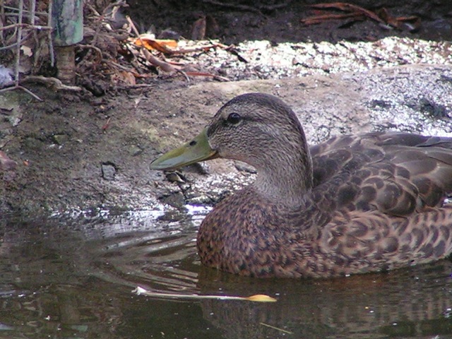 Mallard Duck (Female)