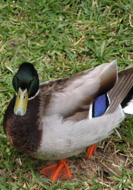 Mallard Duck (Male)