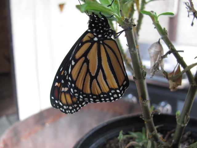 Monarch Butterfly