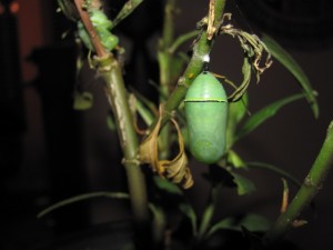 Monarch chrysalis