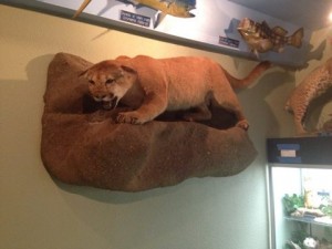 Mountain Lion