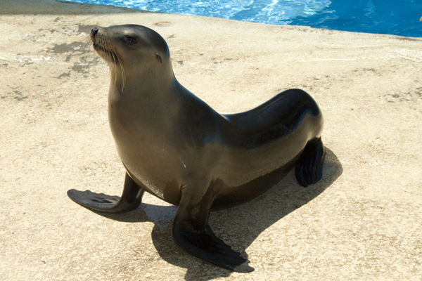 California Sea Lions