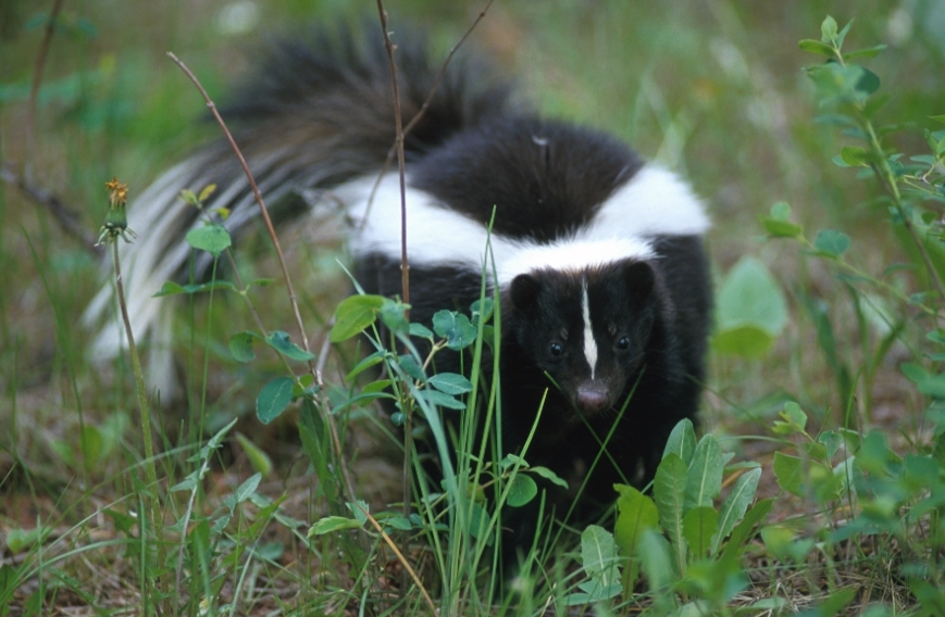 Striped Skunk