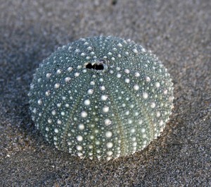 Urchin Shell
