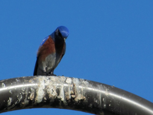 Western Bluebird