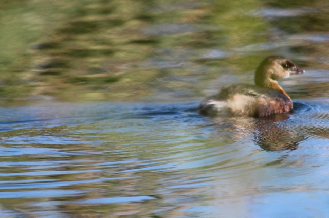 Pied-Billed Grebe