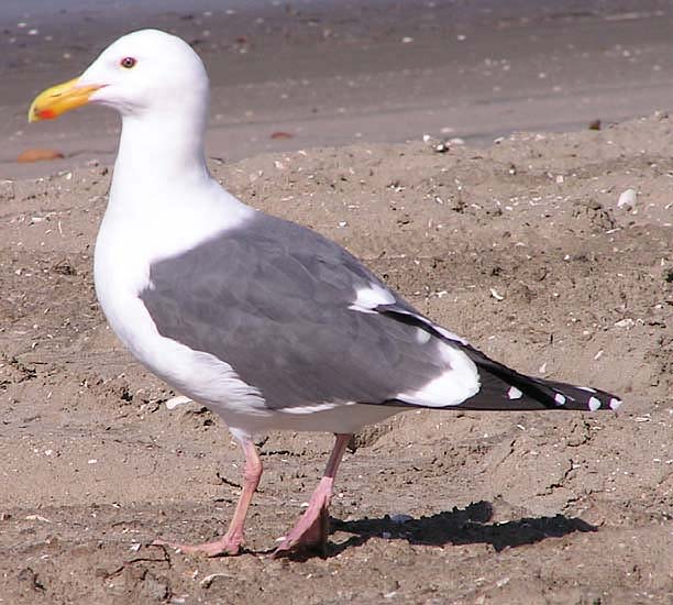 Western Gull