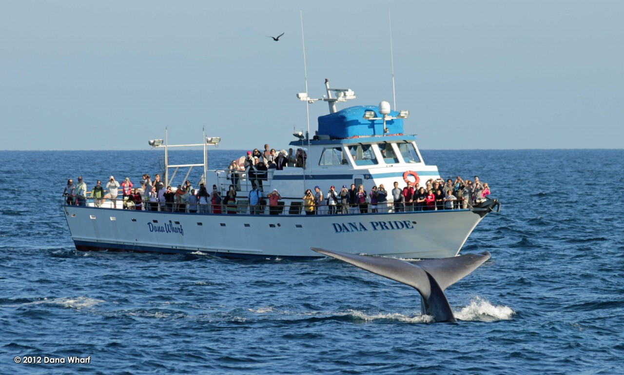 DSBIA Members Wildlife Cruise