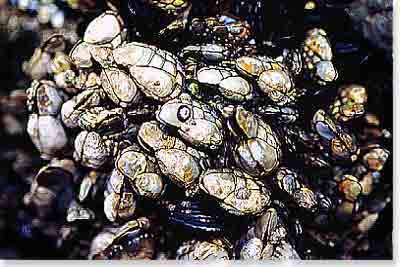 Gooseneck Barnacles