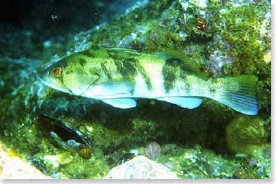 Barred Sand Bass