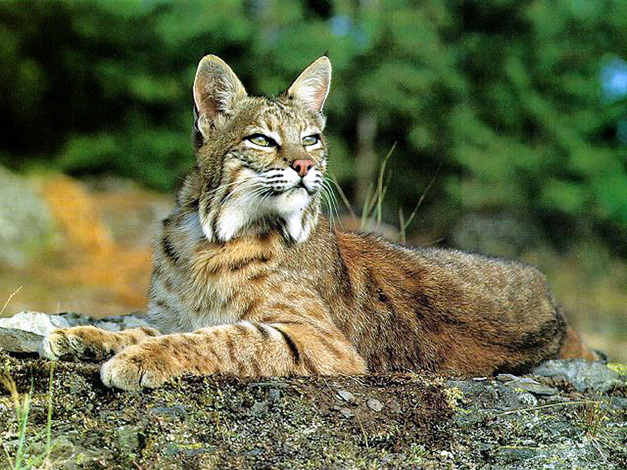 Bobcat