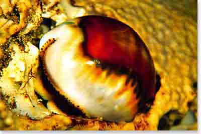 Chestnut Cowrie