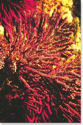 Gorgonian