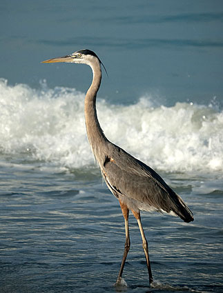 Great Blue Heron