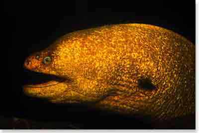 California Moray Eel