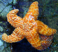 Sea Stars (Starfish)