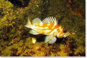 rockfish-copper