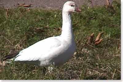 Ross’s Goose