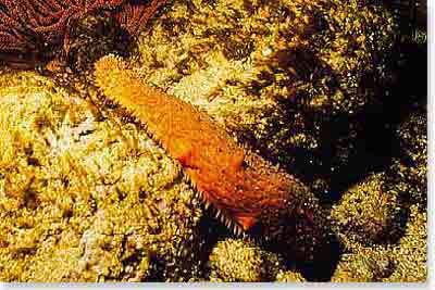 Sea Cucumbar