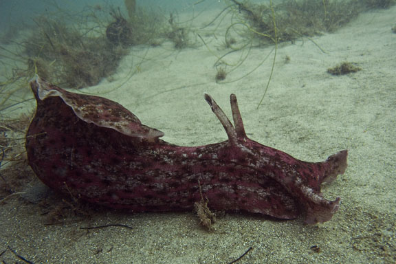 California Sea Hare