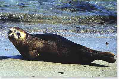 Harbor Seals