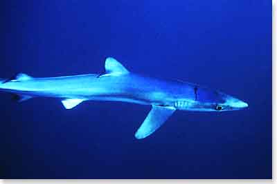 Blue Shark