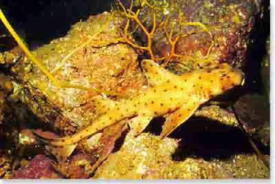 Horn Shark