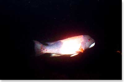 California Sheephead