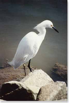 Snowy Egret