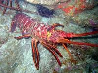 Spiny Lobster