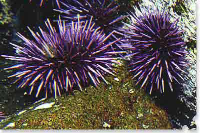 Purple Sea Urchin